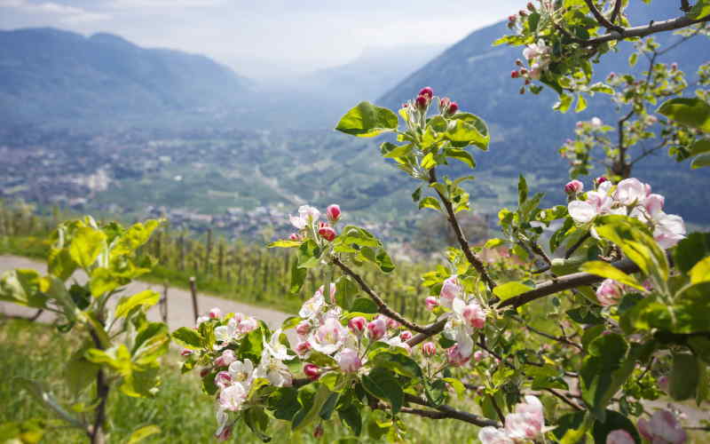 Waalweg Algund - Frühlingsblüte